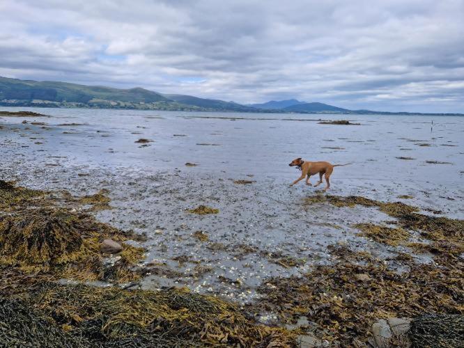 Carlingford Mountain And Sea Views Leilighet Eksteriør bilde